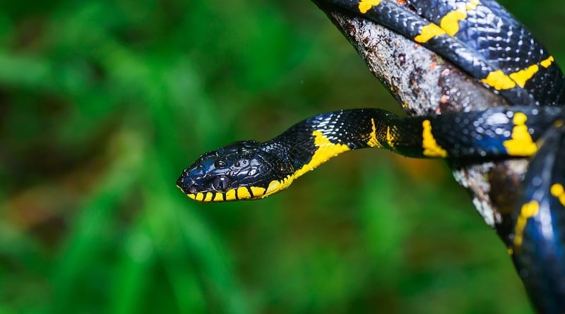 Локальные новости: Будьте внимательны! В зоопарке Бронкса не досчитались ядовитой мангровой змеи