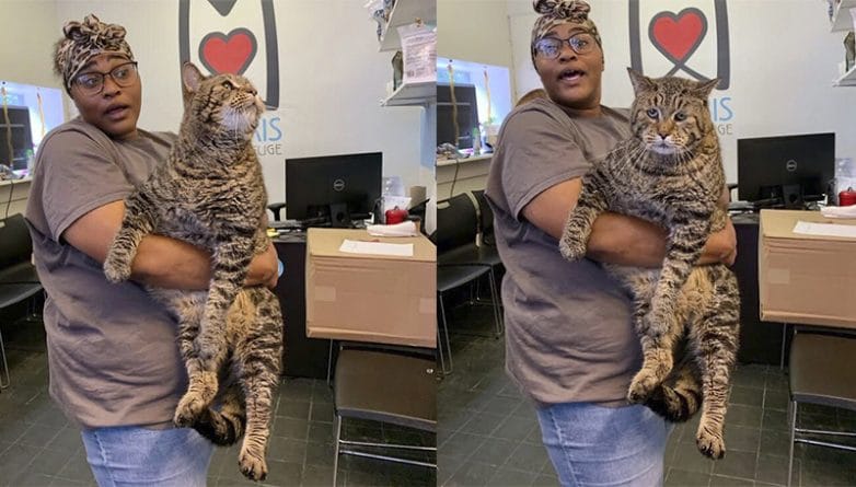 Локальные новости: 12 кг любви и шерсти: Гигантский кот покорил интернет. Мы тоже его любим