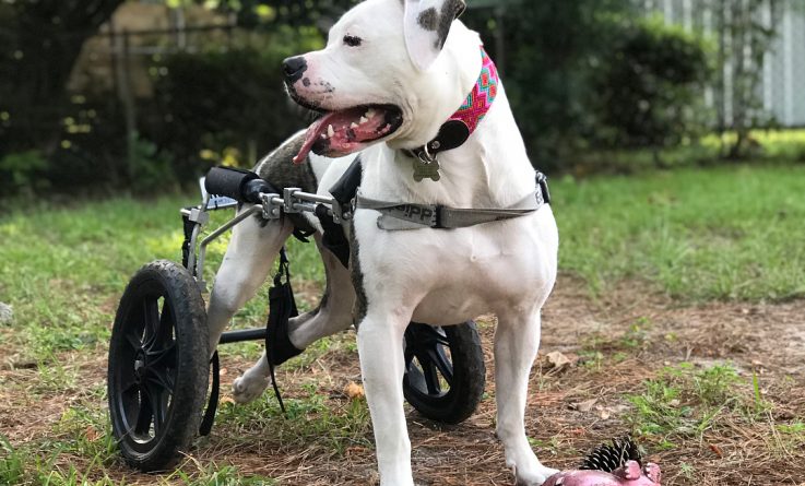 Полезное: Задние лапы собаки по имени Голубка парализовало после аварии, но специальное инвалидное кресло вернуло ей возможность бегать