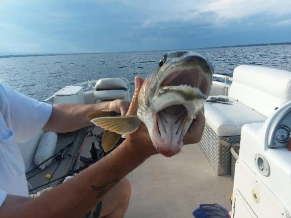 Локальные новости: В озере в США поймали рыбу с двумя ртами. Ну надо же!
