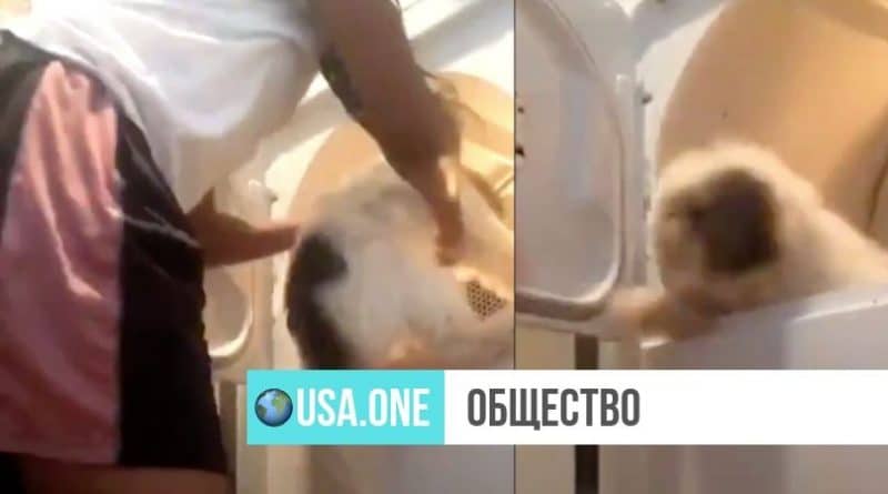 Общество: Девушка из Далласа засунула своего пса в сушилку и со смехом включила. Видео вызвало шок и негодование