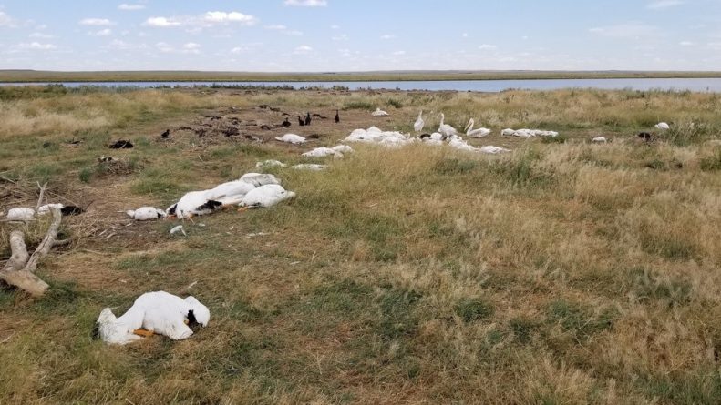 Погода: Сильный град в Монтане убил и покалечил более 11 тыс. пеликанов и уток