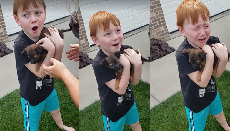 Полезное: 6-летний мальчик расплакался от счастья, когда ему подарили долгожданного щенка