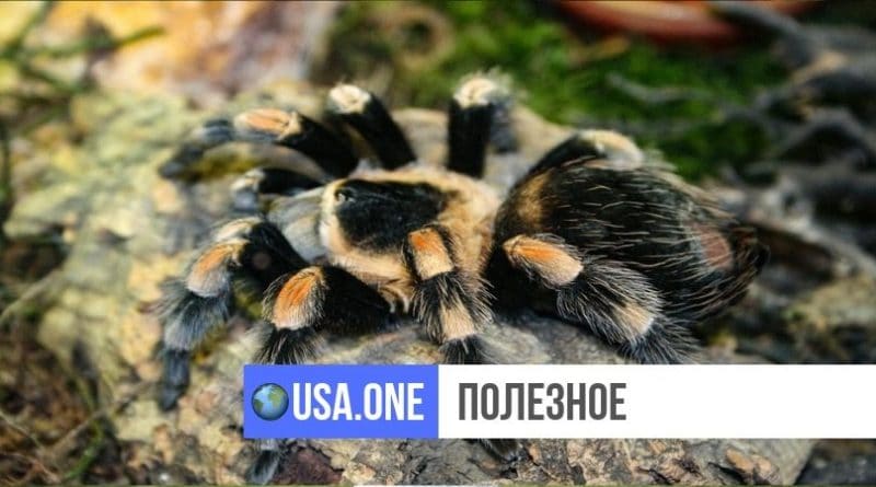 Полезное: Тысячи тарантулов-каннибалов готовятся покинуть свои норы в поисках партнеров для спаривания