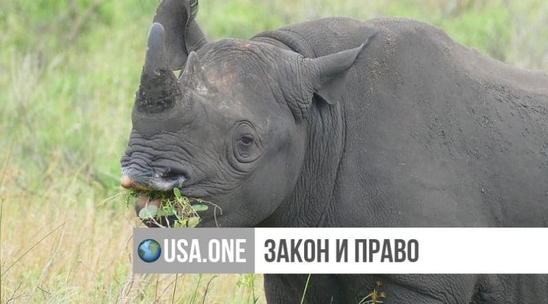 В мире: Американцу, заплатившему $400 тыс. за охоту на редкого черного носорога, разрешили импортировать рога, шкуру и череп животного в США