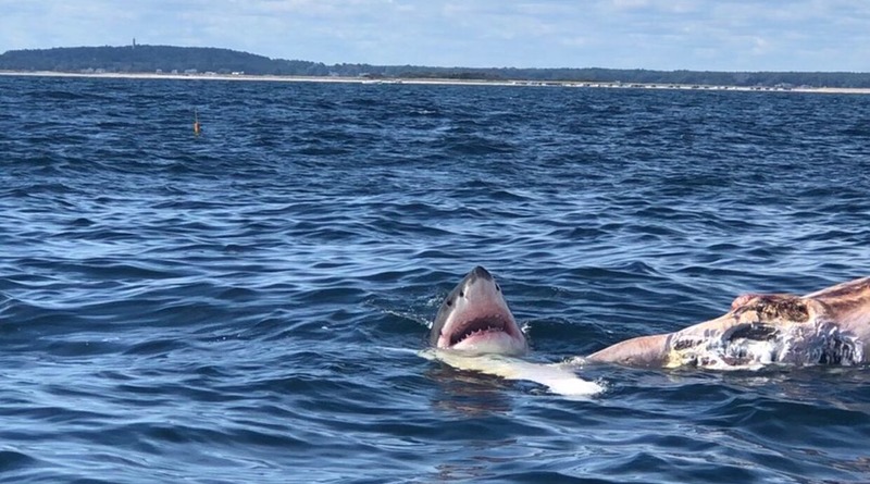 Видео: У побережья Массачусетса очевидцы сняли, как большая белая акула ест кита (видео)