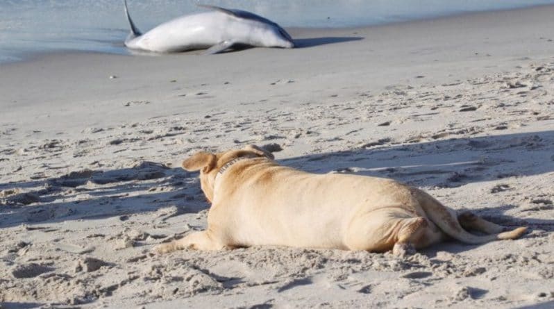 Локальные новости: Слепой пес попытался помочь выброшенному на пляж Нью-Йорка дельфину