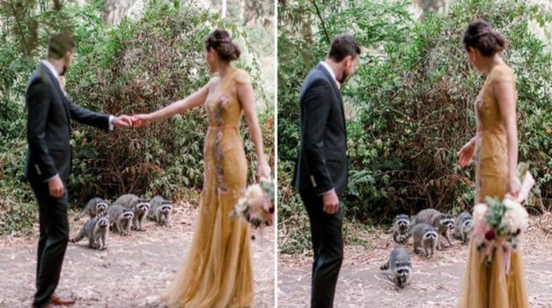 Досуг: Какой волшебный момент! Еноты прервали свадебную фотосессию молодоженов, чтобы «дать свое благословление на брак»