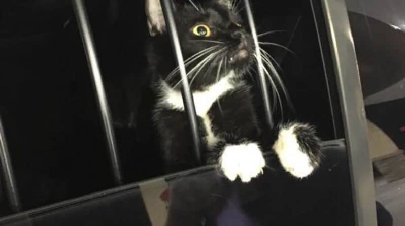 Досуг: Американские полицейские «задержали» кота, ошибочно приняв его за грабителя