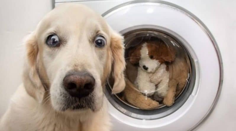 Досуг: Вирусный снимок, на котором собака испугалась за любимую игрушку в стиральной машинке, оказался фотошопом