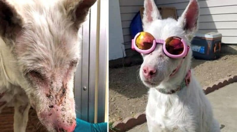 Здоровье: Собака, которая не может выйти на улицу без солнцезащитных очков, ищет себе любящую семью
