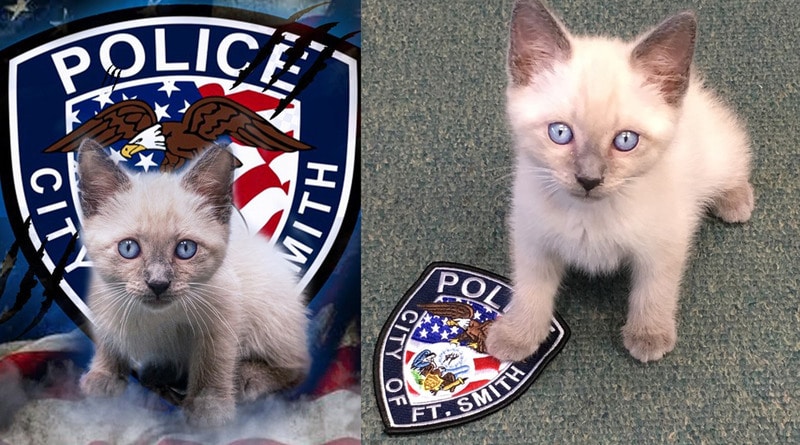 Закон и право: Очаровательного бездомного котенка приняли в ряды полицейских Арканзаса (фото)