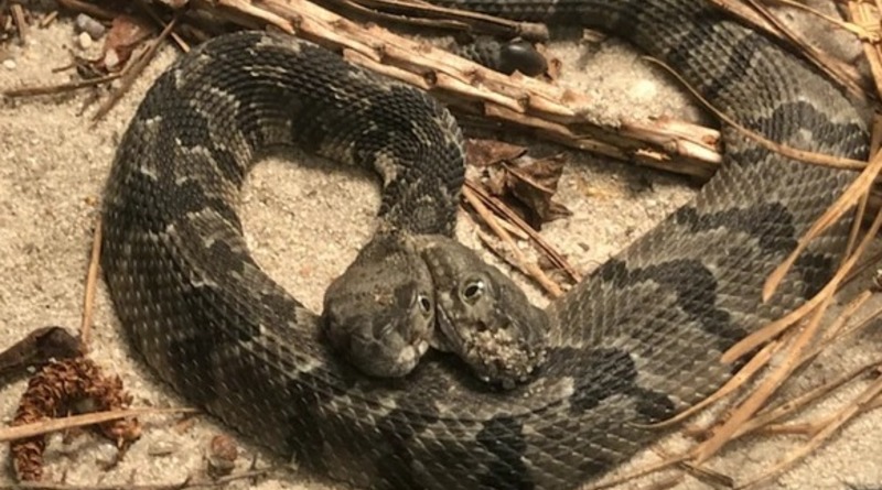 Локальные новости: Ядовитое «чудовище»: в лесах США нашли гремучую змею с двумя головами