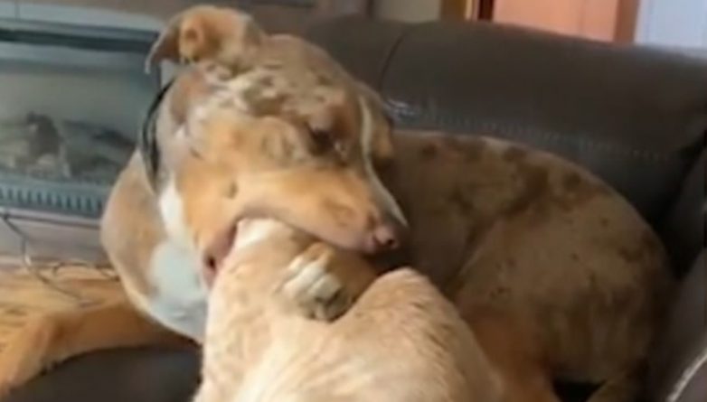 Полезное: «Реджи, не ешь его!»: Видео с дружелюбной собакой, которая полностью засунула голову рыжего кота в пасть, стало вирусным