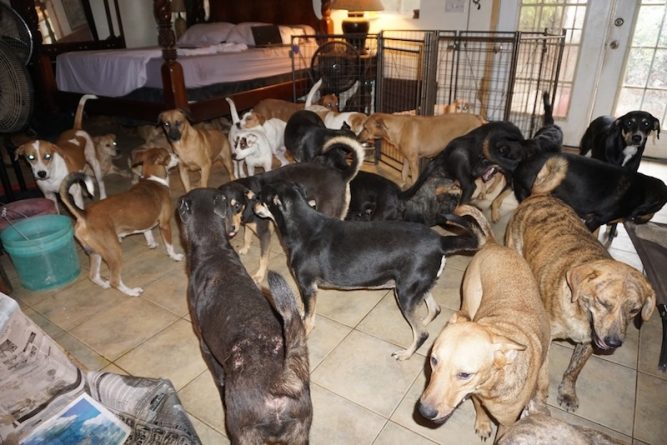 Погода: Ураган Дориан: Жительница Багамских островов спрятала от стихии 97 собак в своем доме