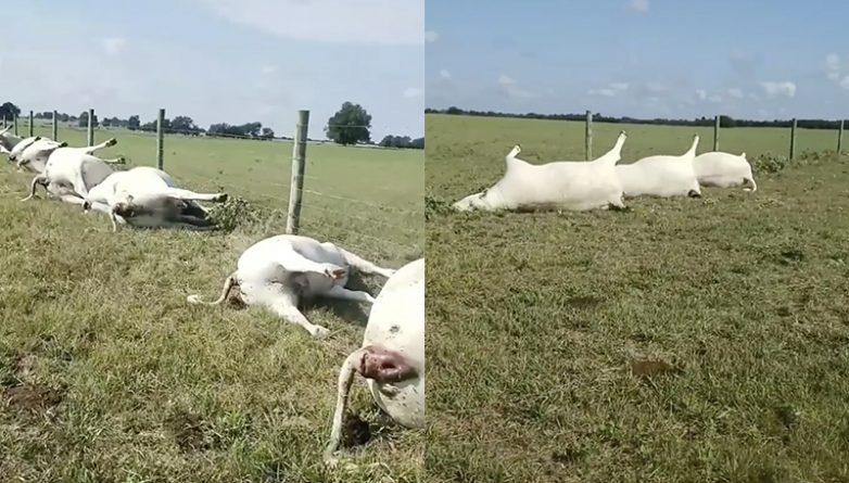 Погода: Фермер из Техаса стал свидетелем жуткого зрелища: 15 коров и 8 телят, убитых молнией, лежали ровно в ряд вдоль ограды