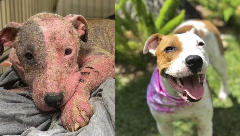 Полезное: Собака, которую похоронили заживо на пляже на Гавайях, совершенно преобразилась после чудесного выздоровления
