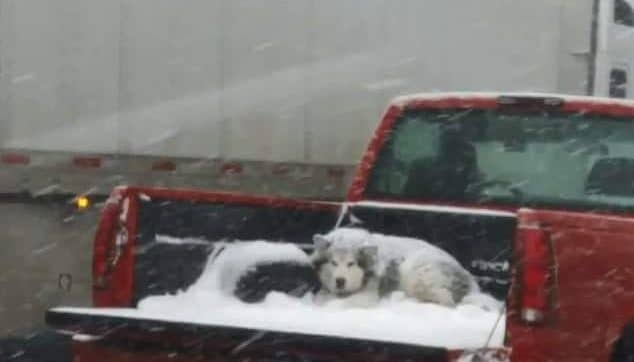 Закон и право: Водителя из Колорадо обвинили в жестоком обращении с животными после того, как он оставил свою собаку в грузовом отсеке пикапа во время метели