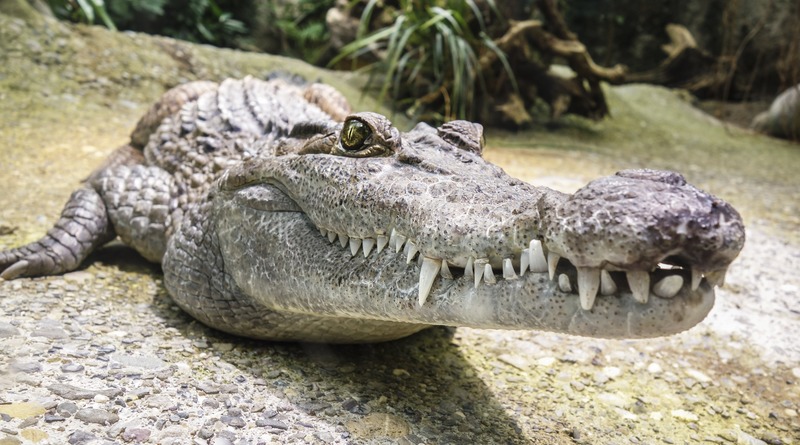 В мире: Мужчина, ступивший на «бревно», оказавшееся крокодилом, ударил хищника в нос и вышел победителем из схватки