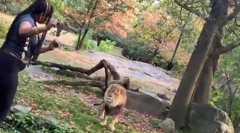 Локальные новости: В Нью-Йорке посетительница зоопарка забралась ко льву и начала танцевать (видео)