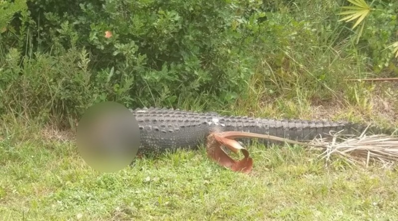 Происшествия: Во Флориде неизвестные бензопилой обезглавили аллигатора