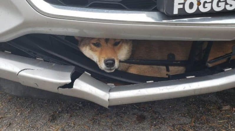 Локальные новости: «Она везунчик»: собаку сбила машина, но она выжила, идеально вклинившись в бампер авто