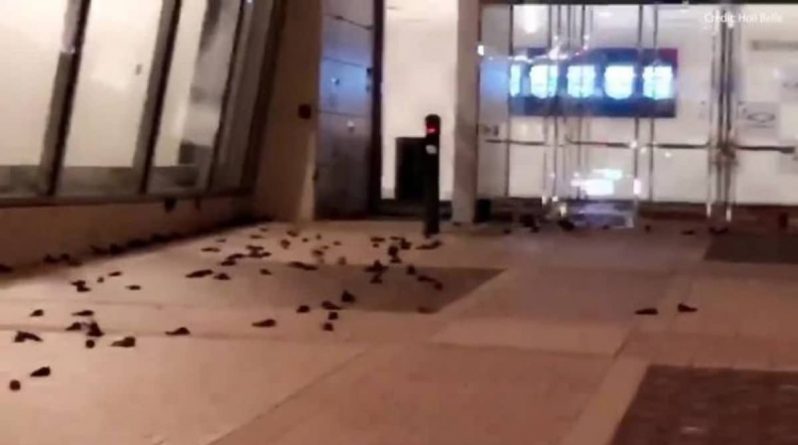 Происшествия: На глазах шокированных очевидцев сотни птиц бросились на здание NASCAR Hall of Fame. Треть погибла на месте