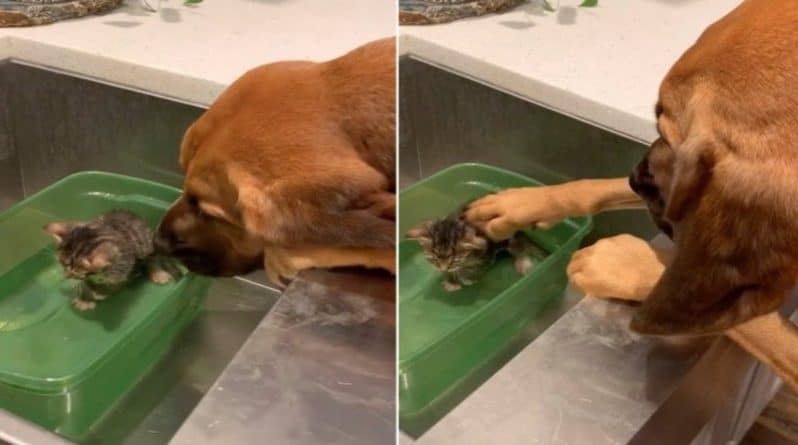 Досуг: Больше 8 млн просмотров собрало видео собаки, нежно успокаивающей котенка во время первой ванны