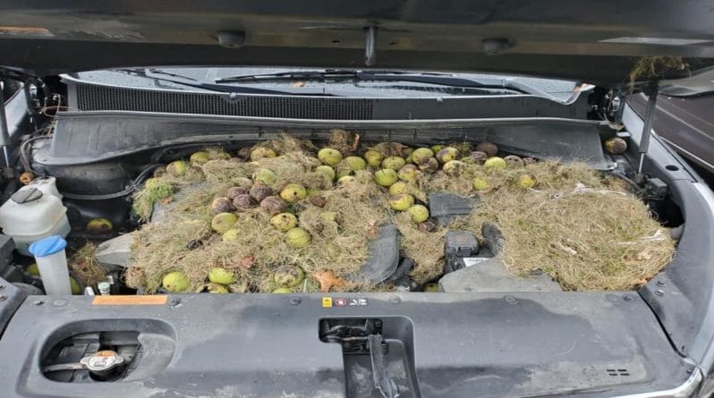 Юмор: Белки сделали себе запасы на зиму, спрятав орехи под капот машины