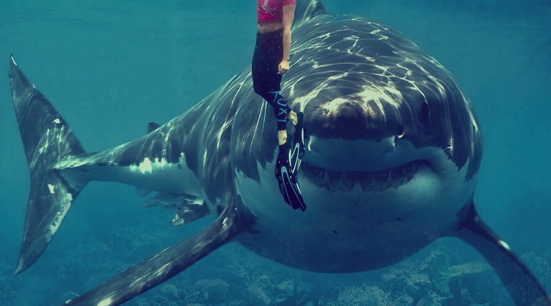 В мире: На туристку, которая наблюдала за китами, напала редкая акула и откусила ей руки