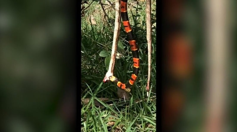 Видео: Дикая, дикая Флорида: ядовитая змея пожирала другую, пока ее атаковала огромная оса (видео)
