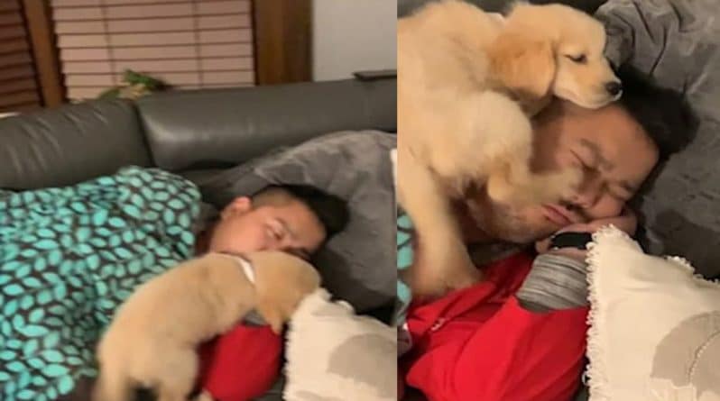 Досуг: На уморительном видео щенок будит храпящего хозяина, вскарабкавшись на его лицо