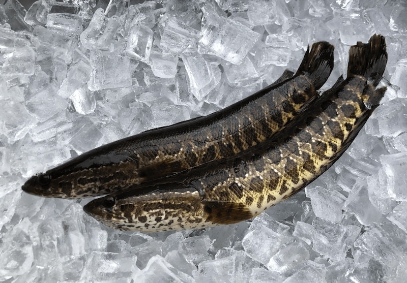 фотография рыб, лежащих во льду