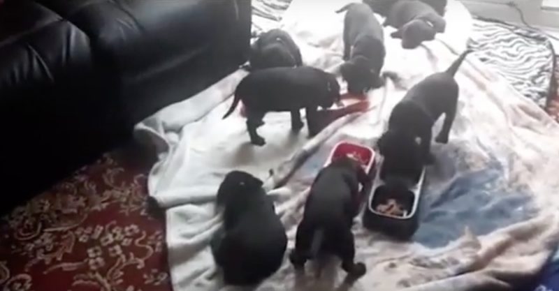 Полезное: Хозяева черного лабрадора ожидали 5 щенков, но Бо родила 13 прекрасных щеночков, почти дотянув до рекорда