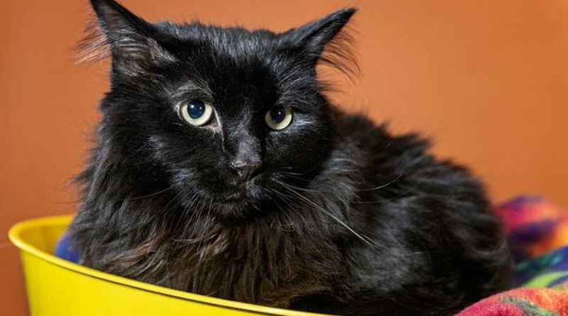 Полезное: Пропавший кот Саша нашелся спустя 5 лет, проделав путешествие в 1200 миль – и вернулся к хозяину