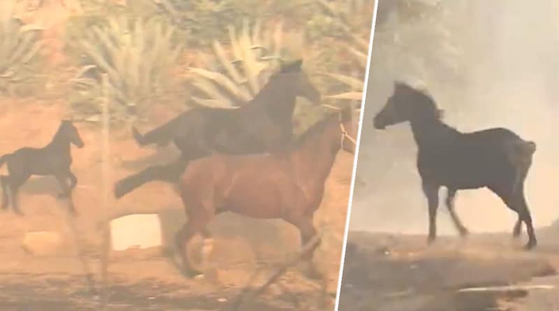 Видео: Во время бушующего лесного пожара конь, которого эвакуировали, побежал обратно в дым, чтобы помочь своей «семье»