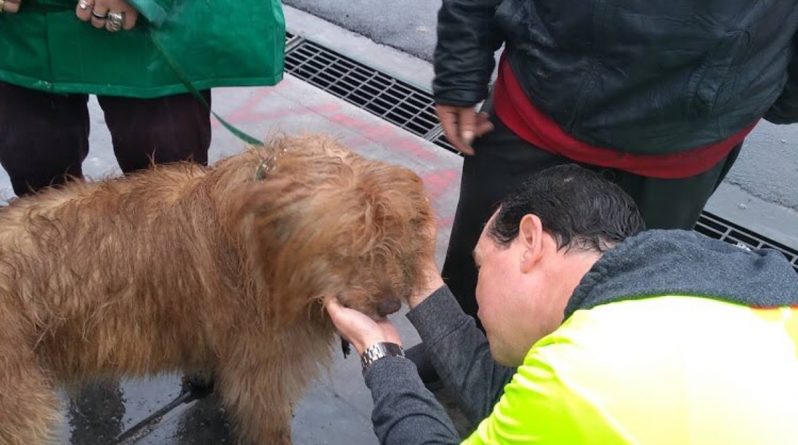Локальные новости: Добрые самаритяне вызволили из ливневого водостока собаку бездомной женщины (видео)
