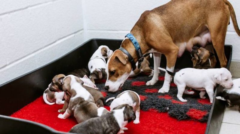 Досуг: Хозяева были вынуждены бросить собаку прямо перед тем, как она дала жизнь 12 щенкам