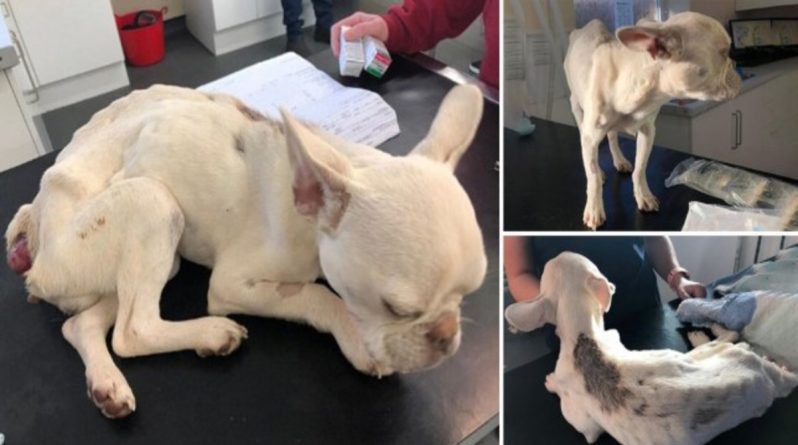 Здоровье: «Бедный маленький ангелочек»: ветеринары спасли от усыпления невероятно истощенного щенка с выпадением прямой кишки