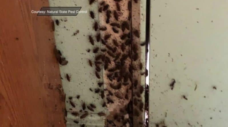 Локальные новости: Незнакомцы сплотились, чтобы очистить дом женщины, кишащий тараканами