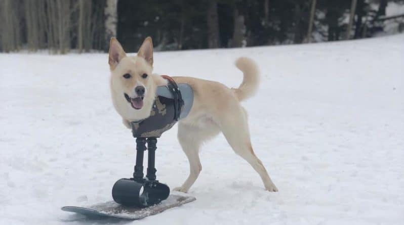 Здоровье: Пес-сноубордист: собаке без передних лапок подарили протез, чтобы она жила полноценной жизнью