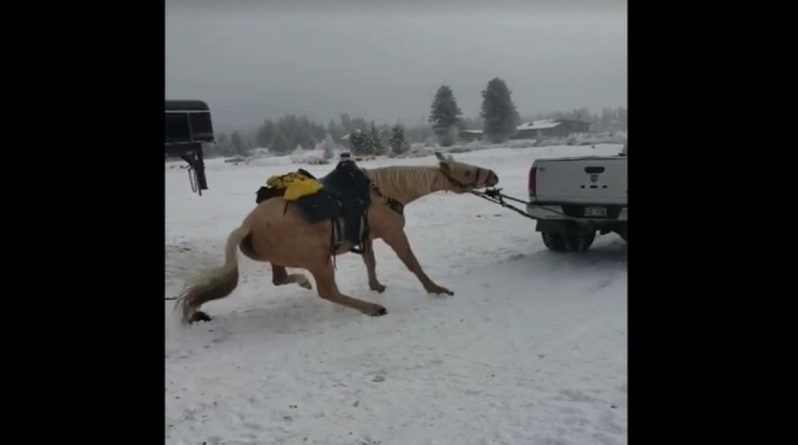 Закон и право: Владелица лошади, насильно тащившая ее привязанной за пикапом, всколыхнула общественность, попав на видео