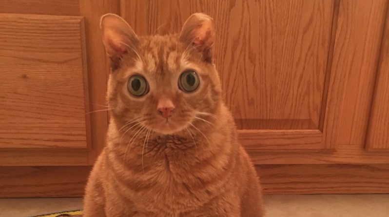 Досуг: Познакомьтесь с котом Потейто, который выглядит шокированным даже в самых обыденных ситуациях