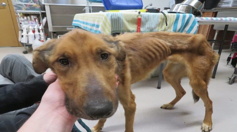 Общество: На обочине дороги нашли настолько истощенную собаку, что она напоминала живой скелет