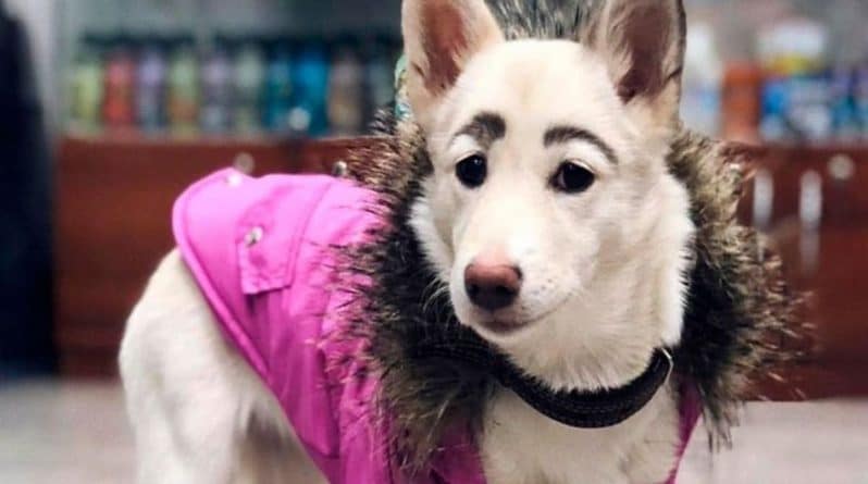 В мире: Лучше, чем у любой девушки: гламурные брови сделали бездомную собаку знаменитостью