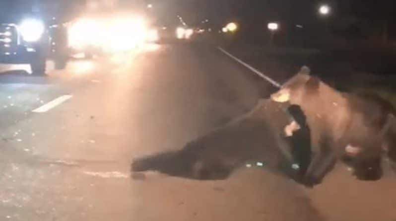 Локальные новости: Трагическое видео демонстрирует семью медведей, рискующих жизнью, чтобы оттащить с дороги детеныша, сбитого машиной