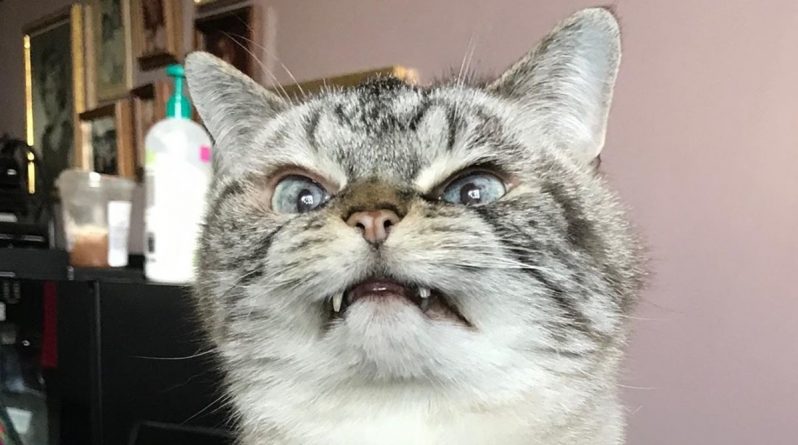 Досуг: Локи – брошенная кошка-вампир обрела дом и стала звездой интернета