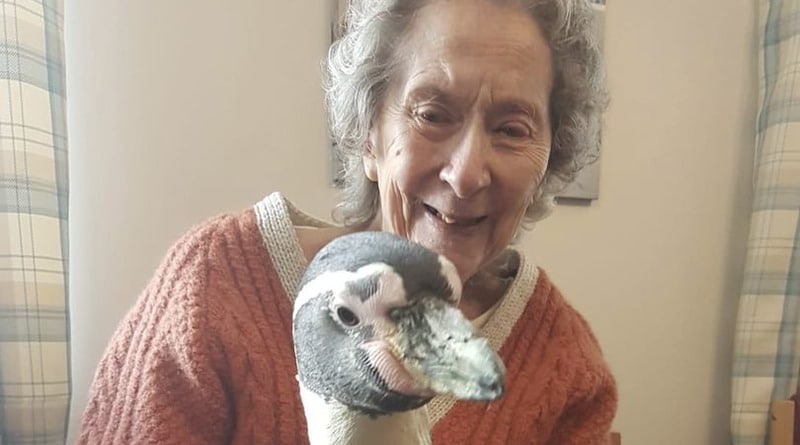 Полезное: 99-летняя женщина из дома престарелых давно хотела увидеть пингвинов – и тогда сотрудники сделали ей сюрприз