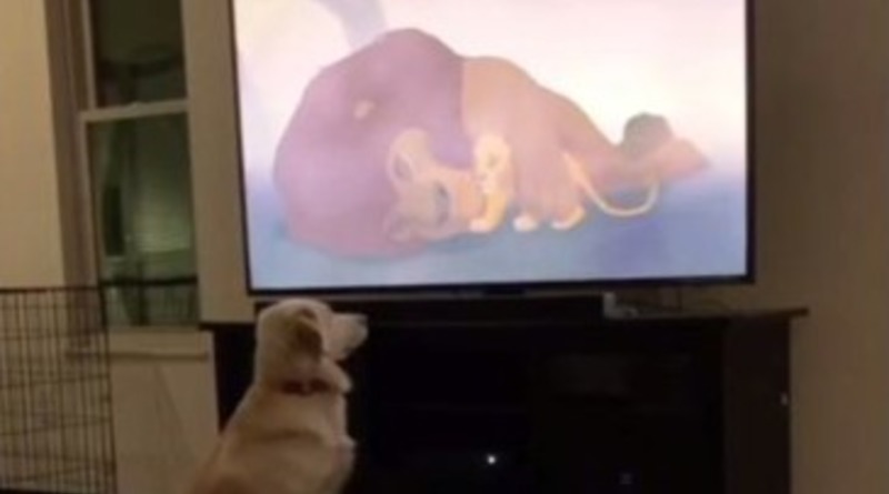 Видео: На трогательном видео собака эмоционально реагирует на смерть Муфасы в мультфильме «Король Лев»