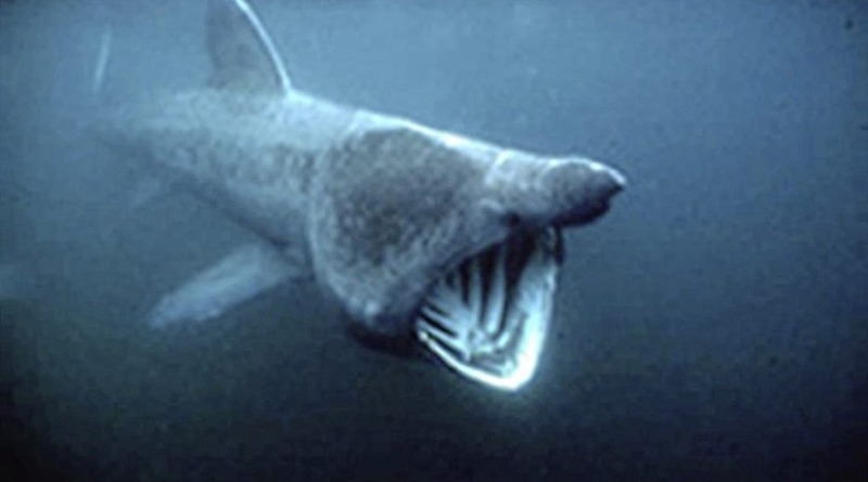 гигантская акула